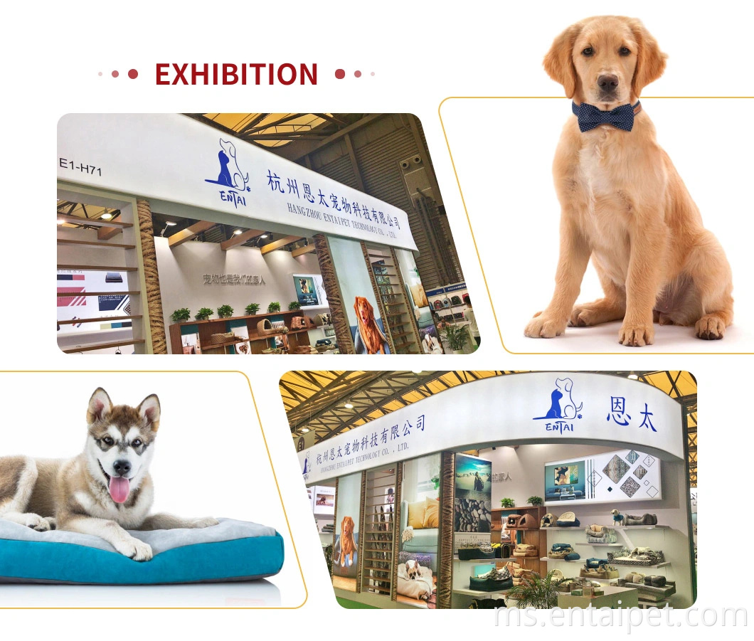 Haiwan kecil kucing rumah pembawa haiwan peliharaan panas jualan panas